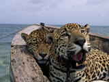 Two Jaguars Rest in a Boat