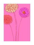 Zinnias on Pink Background