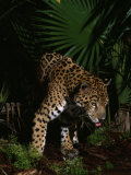 Children from an Education Program View a Black Jaguar at the Zoo in Belize