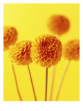 Orange Flowers with Yellow