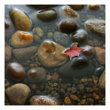 Red Maple Leaf Floating