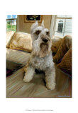 Schnauzer