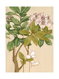 Magnolia Tree Flowers