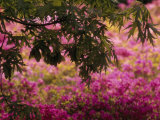 Japanese Maple Branch Hanging over Blooming Korean Rhododendrons