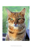 Bengal