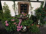 Potted Plants and Vines Create a Colorful Garden around a Window