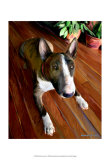 Bull Terrier Down