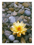Water Lily and Stones