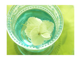 White Flower Floating