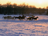 Herd of Horses