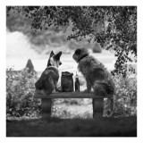 Dog Buddies