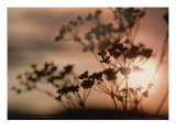 Queen Anne's Lace with Sun