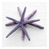 Purple Starfish