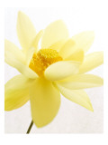 Yellow Lotus