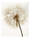 Dandelion with Stem