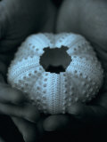 Shell in Hands
