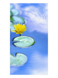 Yellow Flower in Water