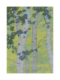 Birch Trees