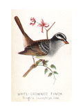 Vintage Bird