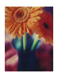 Gerber Daisies in Vase
