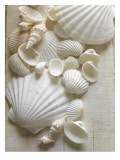 White Sea Shells