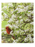 Bird in Blooming Tree