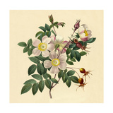 White Floral Illustration