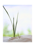 Close Up of Grass