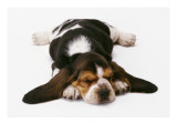 Basset Puppy
