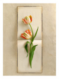 Tulips on Book