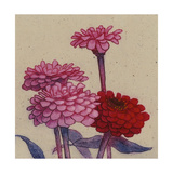 Zinnia Flower