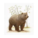 Grizzly Bear on Dirt Mound