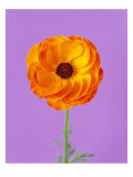 Orange Flower