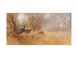 Wild Turkeys