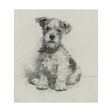 Victorian Terrier