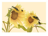 Yellow Birds on Sunflowers