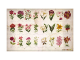Vintage Botanical