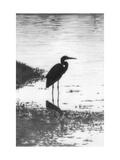 Heron