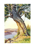 Tree Near River