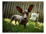 Dachshund in Yard
