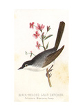 Vintage Bird