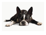 Boston Terrier