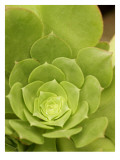 Succulent
