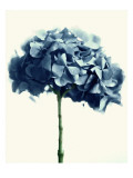 Blue Hydrangea
