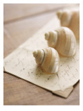 Three Sea Shells