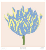 Soho Tulip I