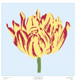 Soho Tulip II