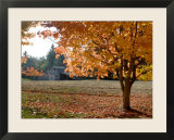 Maple Trees in Full Autumn Color and Barn in Background  Wax Orchard Road  Vashon Island  USA