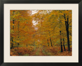Beech Trees in Autumn  Surrey  England