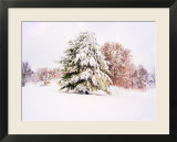 Snow Covered Trees in Winter Landscape